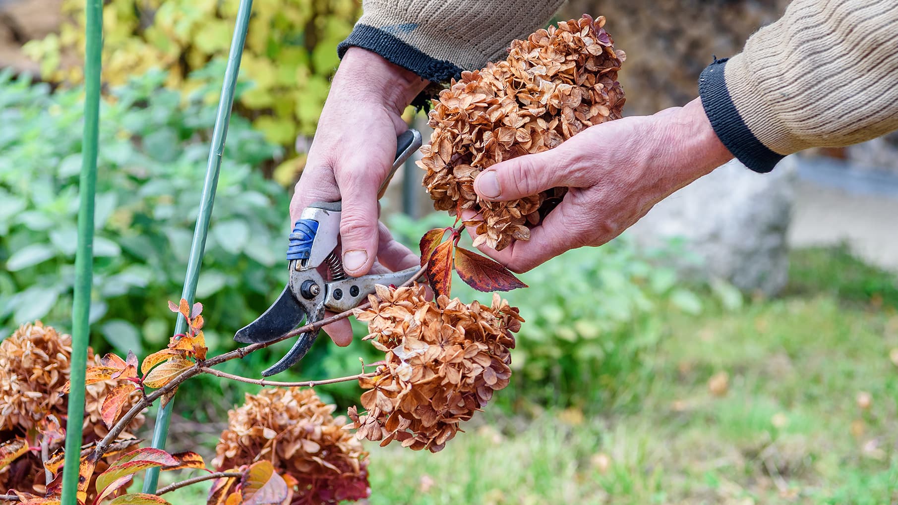 Pensaan elinkaari ja leikkaustarve vaihtelevat lajista riippuen