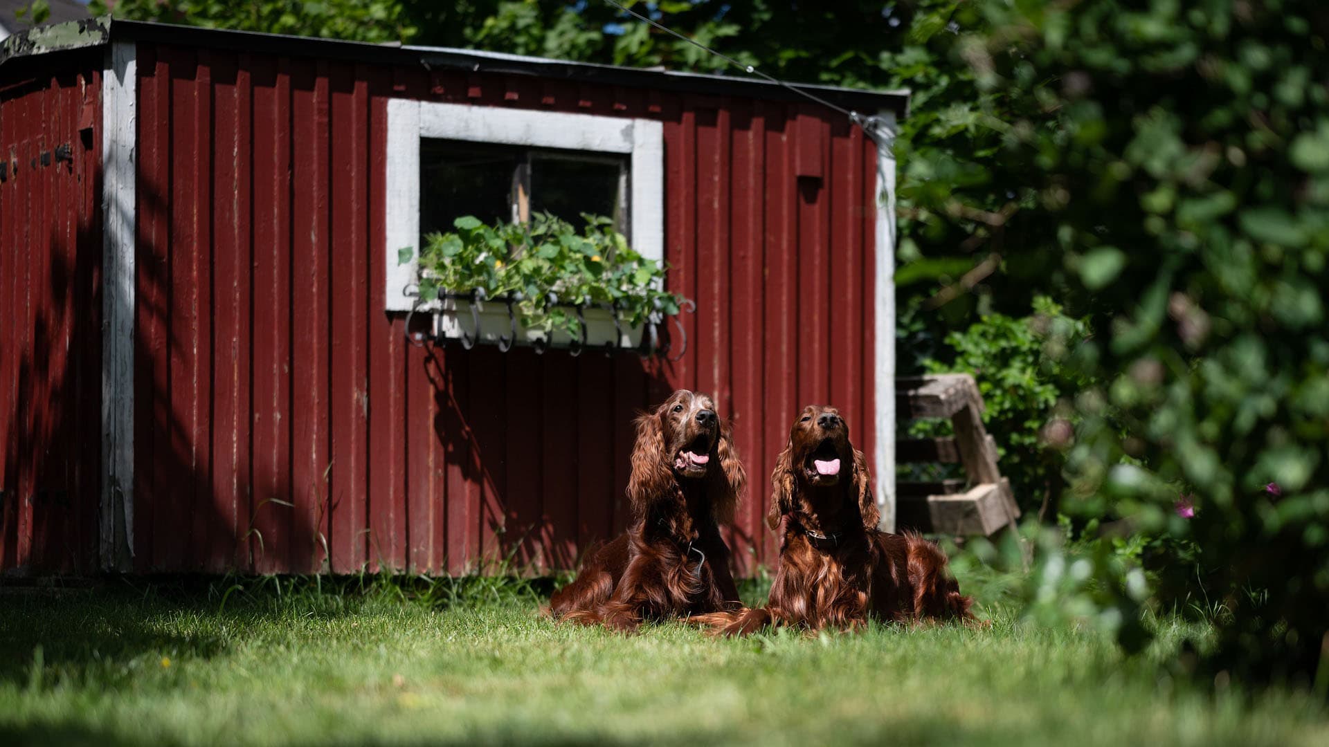 Metsäpihan lannoitus: miten ja milloin?