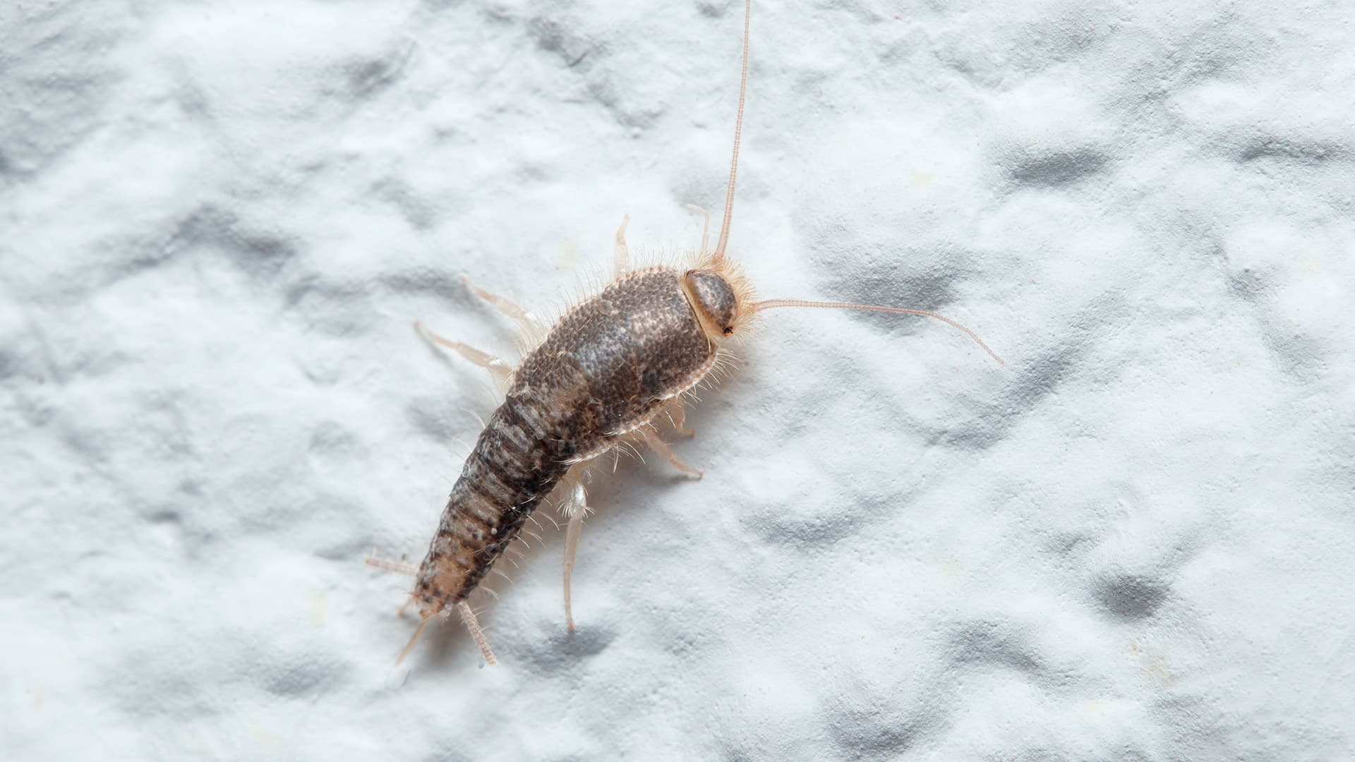 Sokeritoukka kotona – tunnistus, torjunta, ansat ja tehokkaat keinot eroon pääsemiseksi