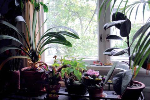 Huonekasvit vähentävät huoneilman epäpuhtauksia. Kuva: Minna Kuusela