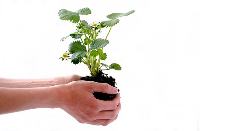 Puutarha.net ylläpitää kasvikortistoa, josta löydät paljon tietoa sekä sisä- että ulkokasveista.