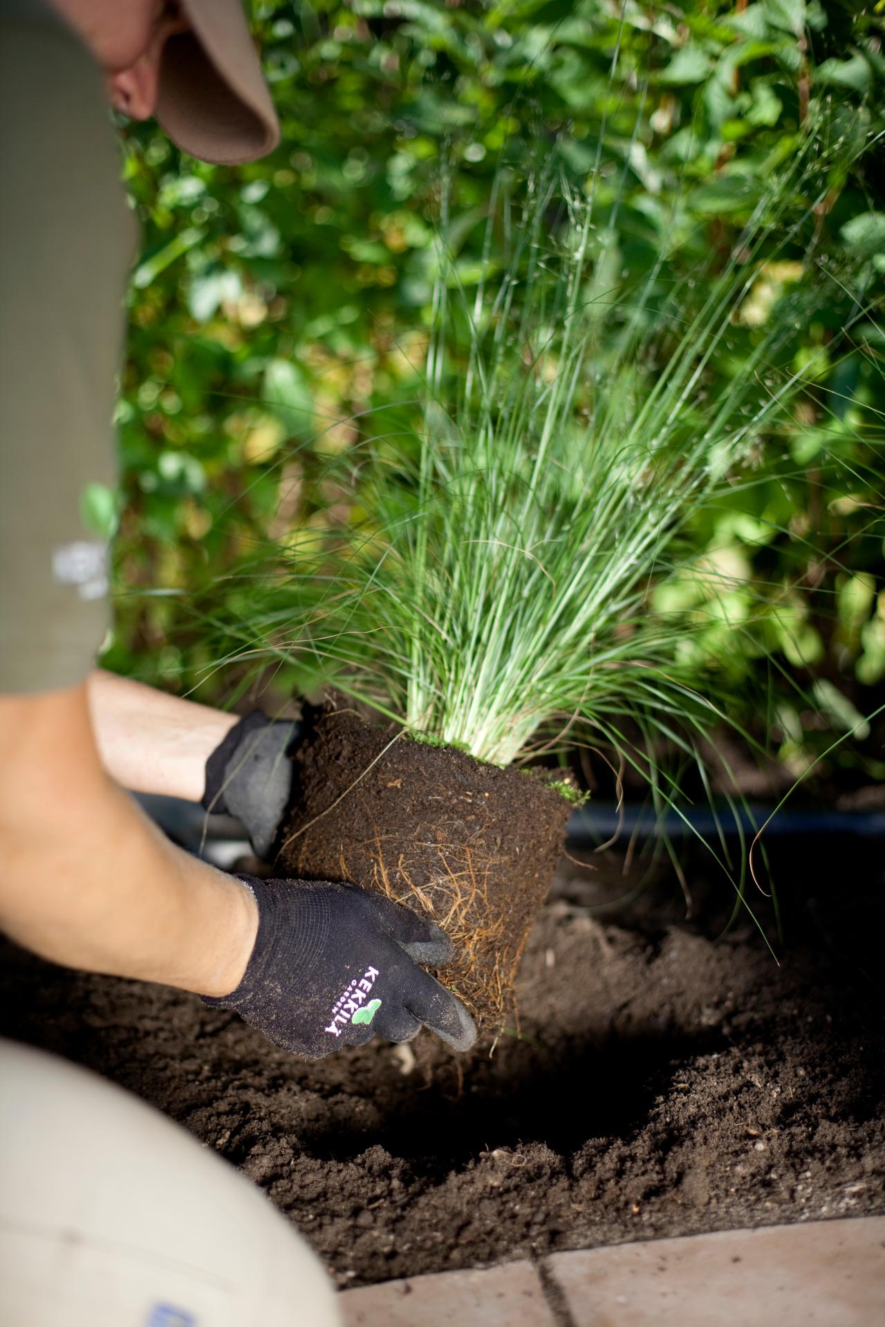 Taimet istutetaan entiseen kasvusyvyyteen ja juuripaakun päälle laitetaan ohuelti multaa.