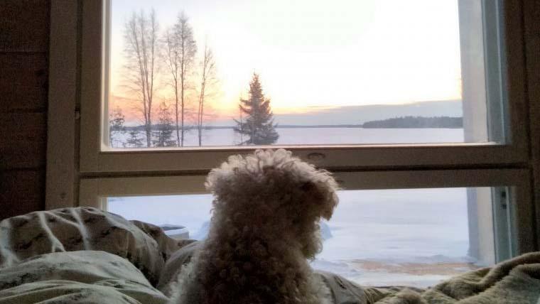 Myös perheen koira rakastaa uutta mökkiä ja varsinkin ikkunasta avautuvaa upeaa maisemaa.