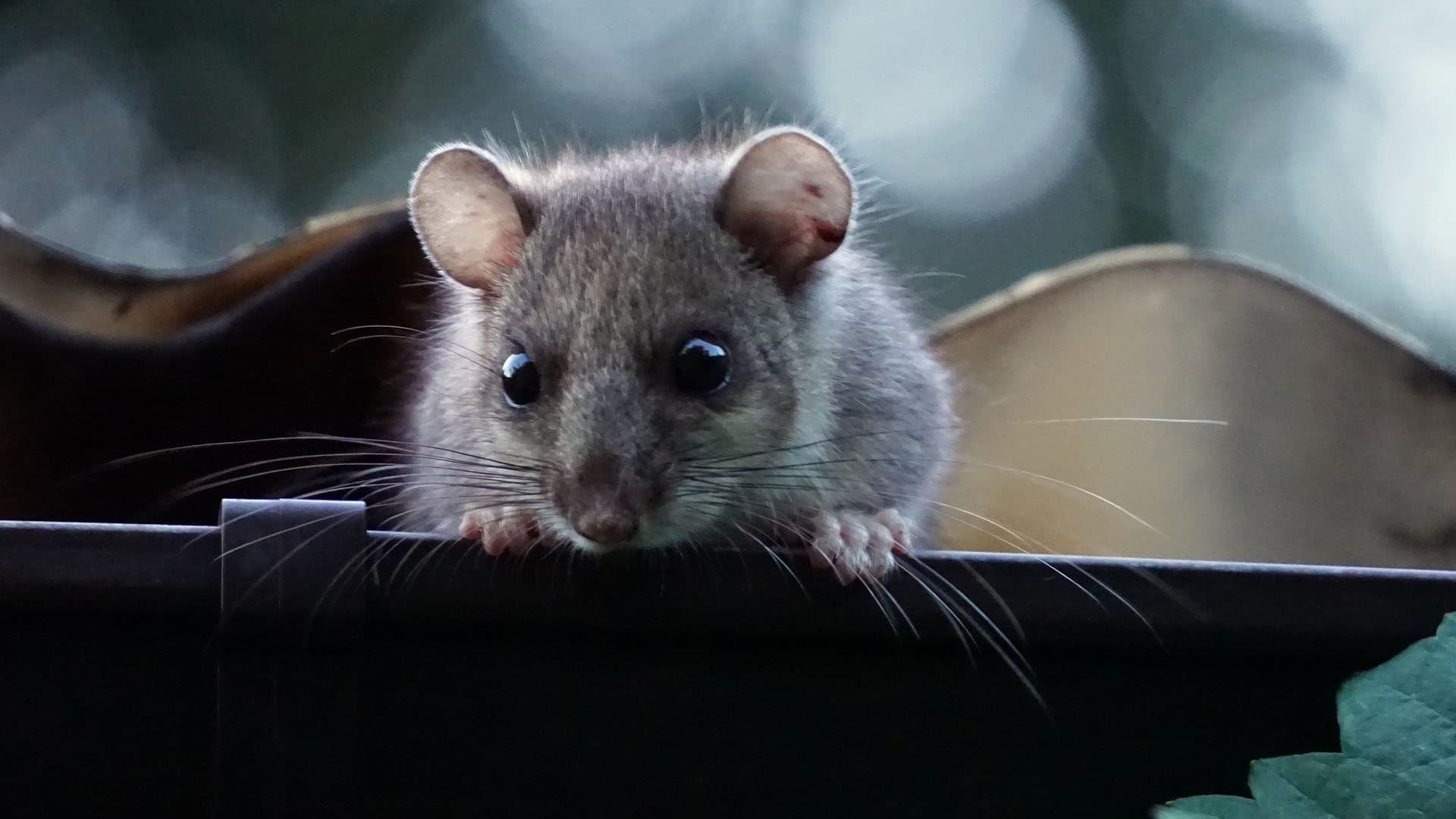 <p data-block-key="kp3ko">Muistithan tyhjentää vesikourut lehdistä ja huolehtia että avokomposti ei houkuttele kutsumattomia vieraita.</p>