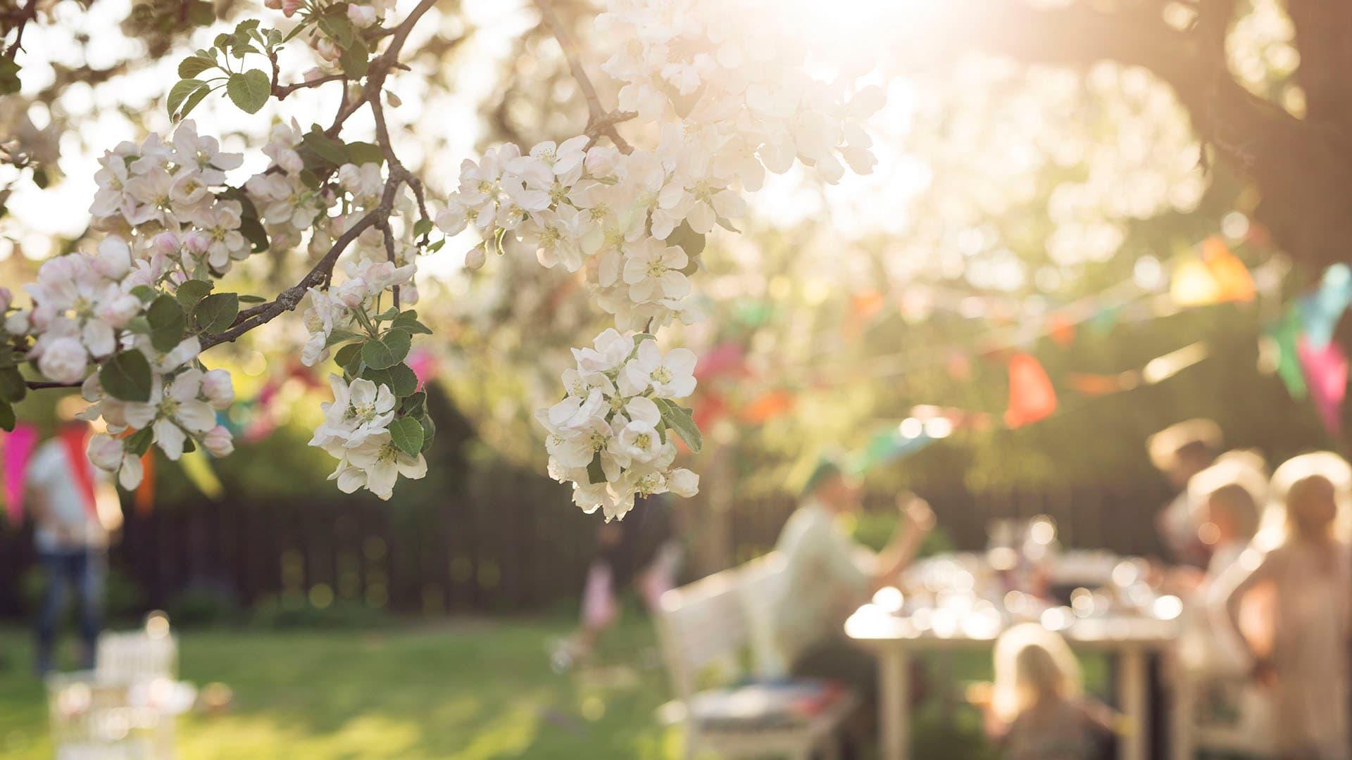 Valkoisella kukkiva omenapuu taustalla ihmisiä puutarhassa