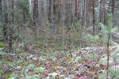 Täystiilitalo Turkuun