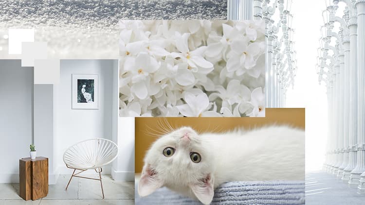 <p data-block-key="li9jc">Valkoinen (Kuva Sari Nieminen)</p>