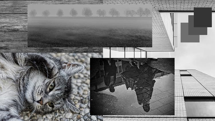 <p data-block-key="1eyqn">Harmaa (Kuva Sari Nieminen)</p>