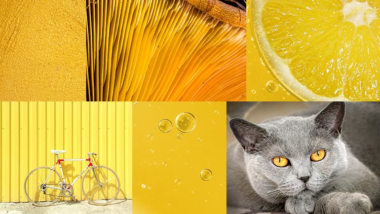 <p data-block-key="rqih2">Keltainen (Kuva Sari Nieminen)</p>