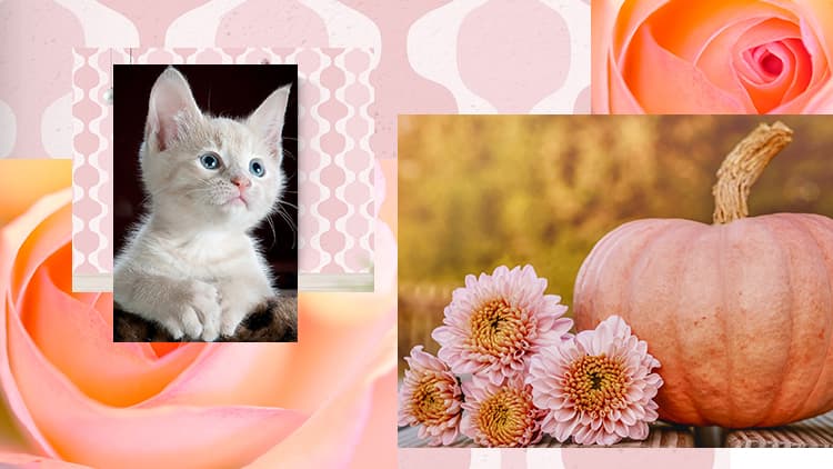 <p data-block-key="yvk7g">Pinkki (Kuva Sari Nieminen)</p>