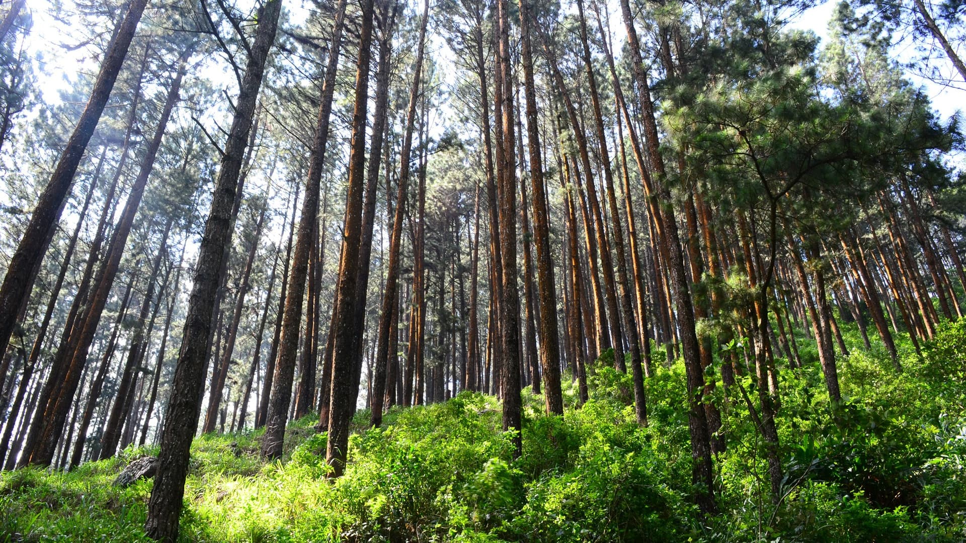 Miksi mänty on käytetyin puumateriaali ikkuna- ja ovimateriaaliksi?