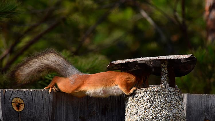 Miten suojaan hormin, kun vaihdan öljykattilan lämpöpumppuun?
