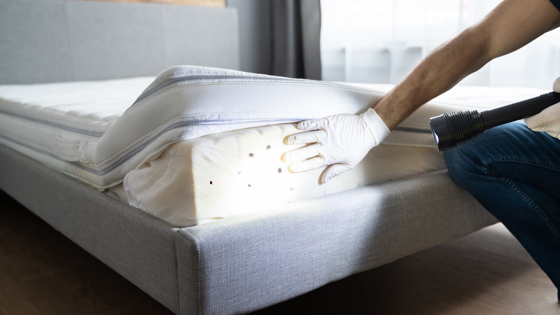 Kun lutikka eli lude valtaa kodin, miten pitää toimia?