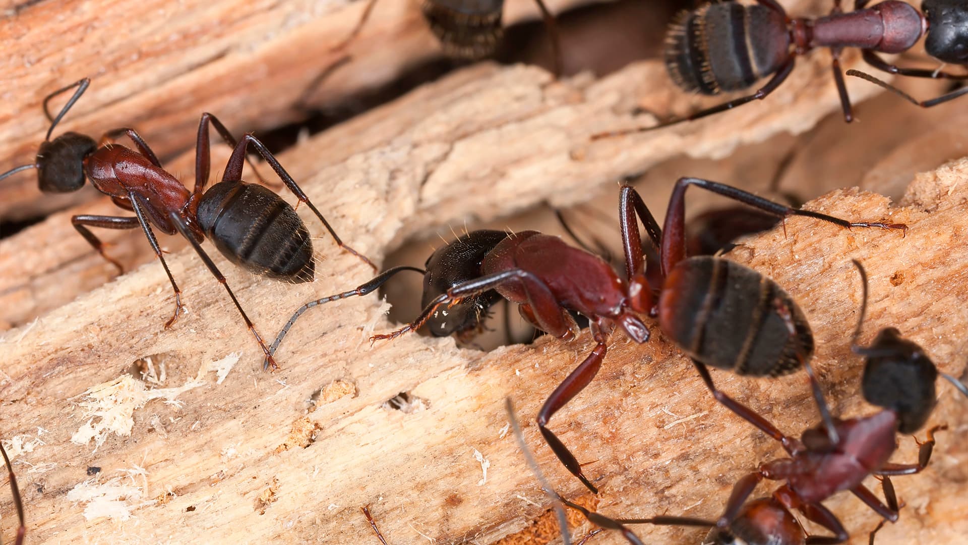 <p data-block-key="60pxn">Hevosmuurahainen (kuva Adobe Stock).</p>