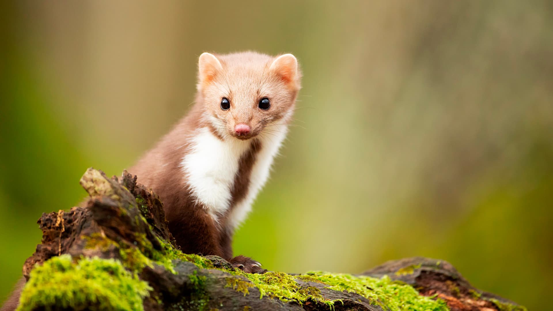 Mikä on näätä ja miten häädät sen välikatolta?